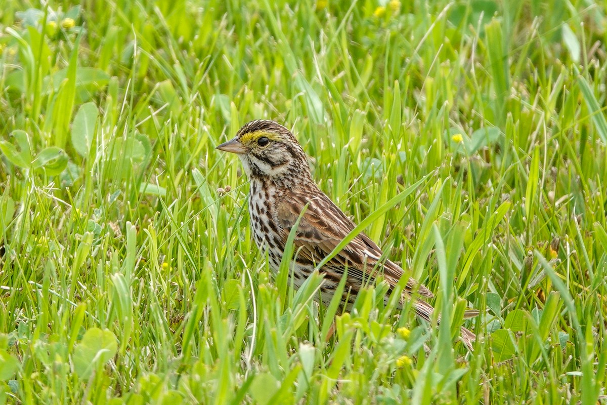 Savannah Sparrow - ML620197693