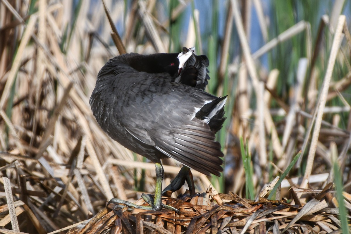 American Coot - Sarah Dix