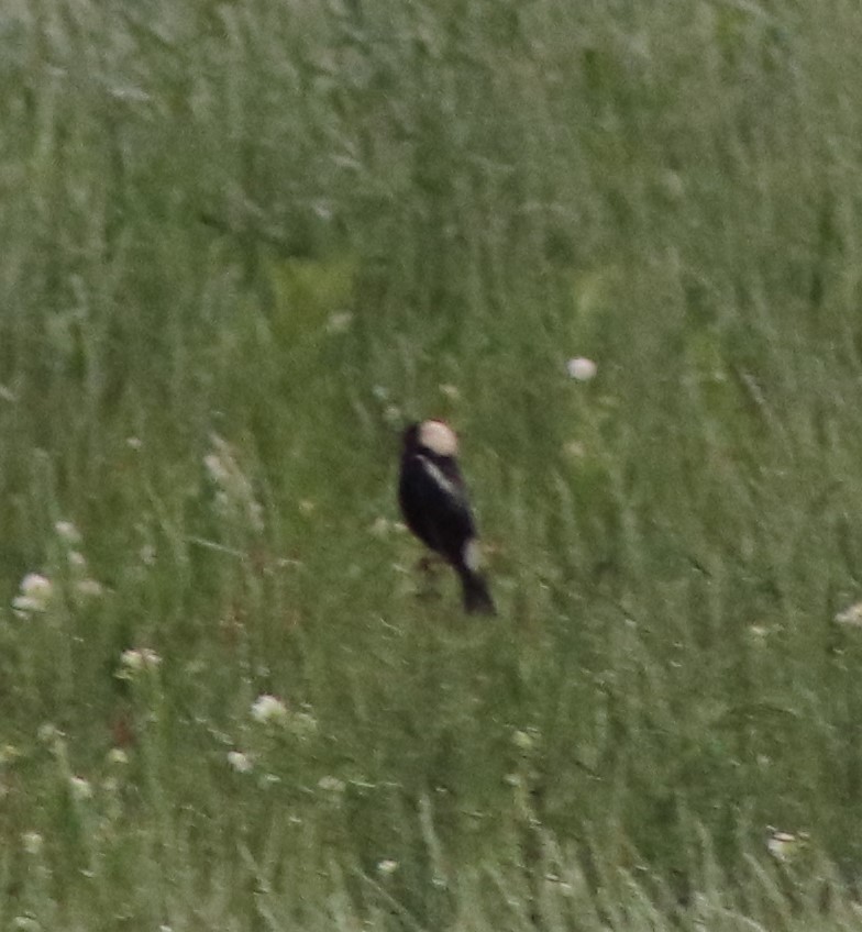 bobolink americký - ML620197703