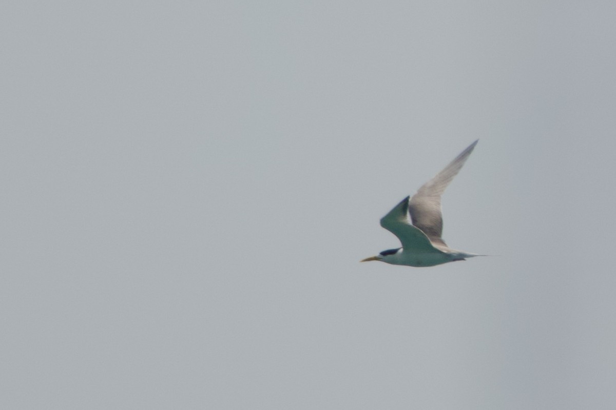 Great Crested Tern - ML620197708