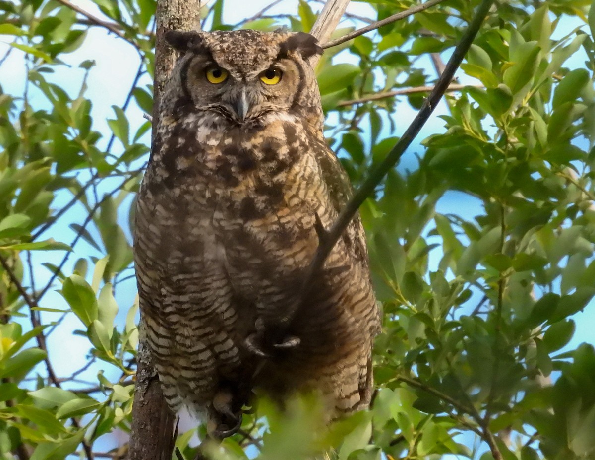 Great Horned Owl - ML620197711