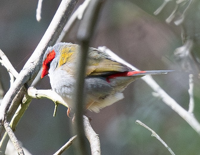 Red-browed Firetail - ML620197713
