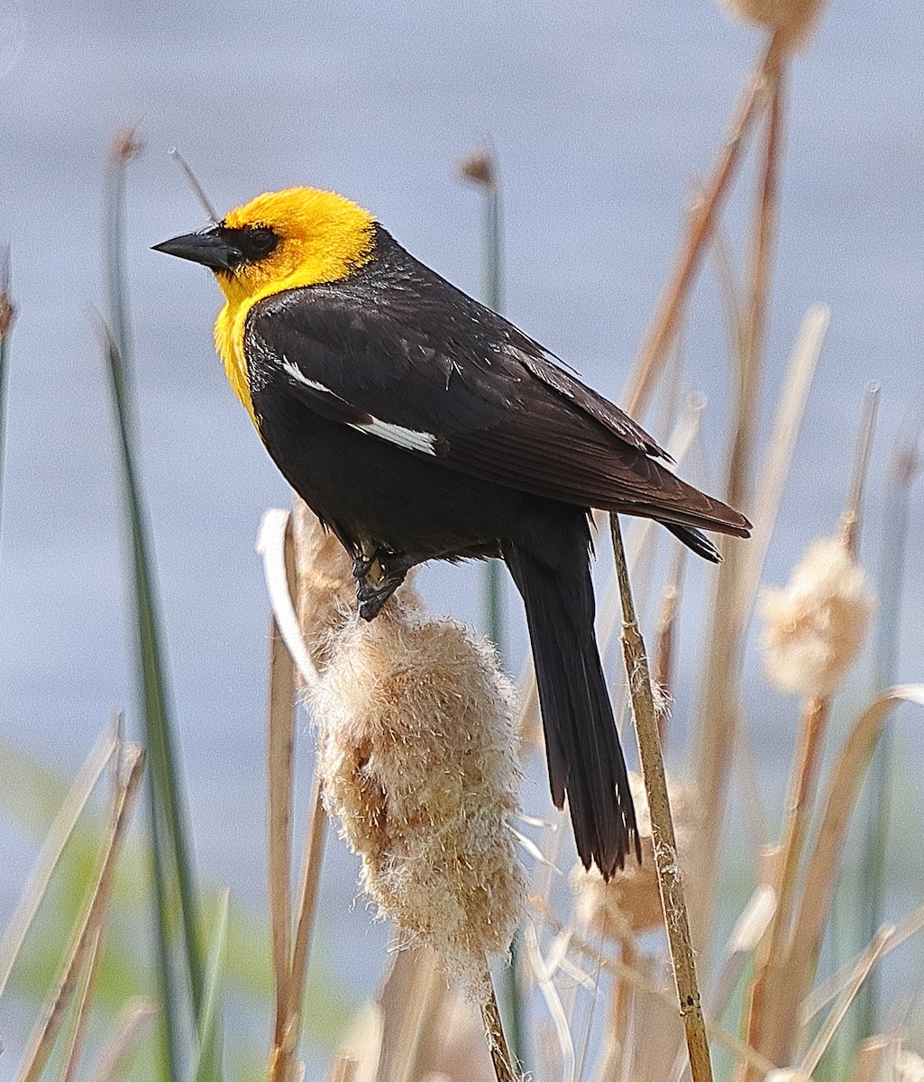 Yellow-headed Blackbird - ML620197717