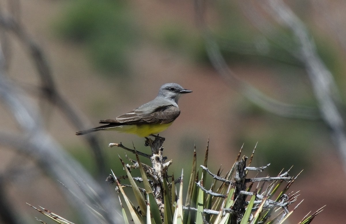 Western Kingbird - ML620197719