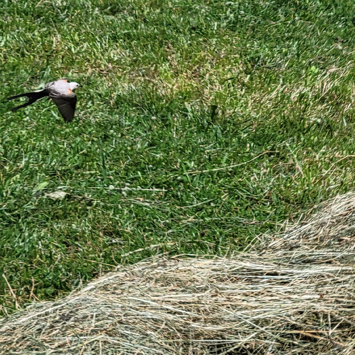 Scissor-tailed Flycatcher - ML620197720