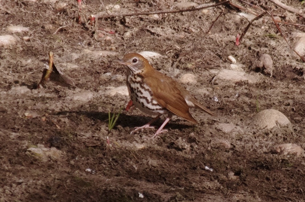 Wood Thrush - ML620197739