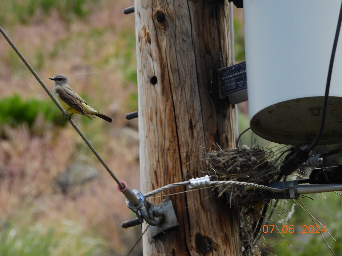 Western Kingbird - ML620197747