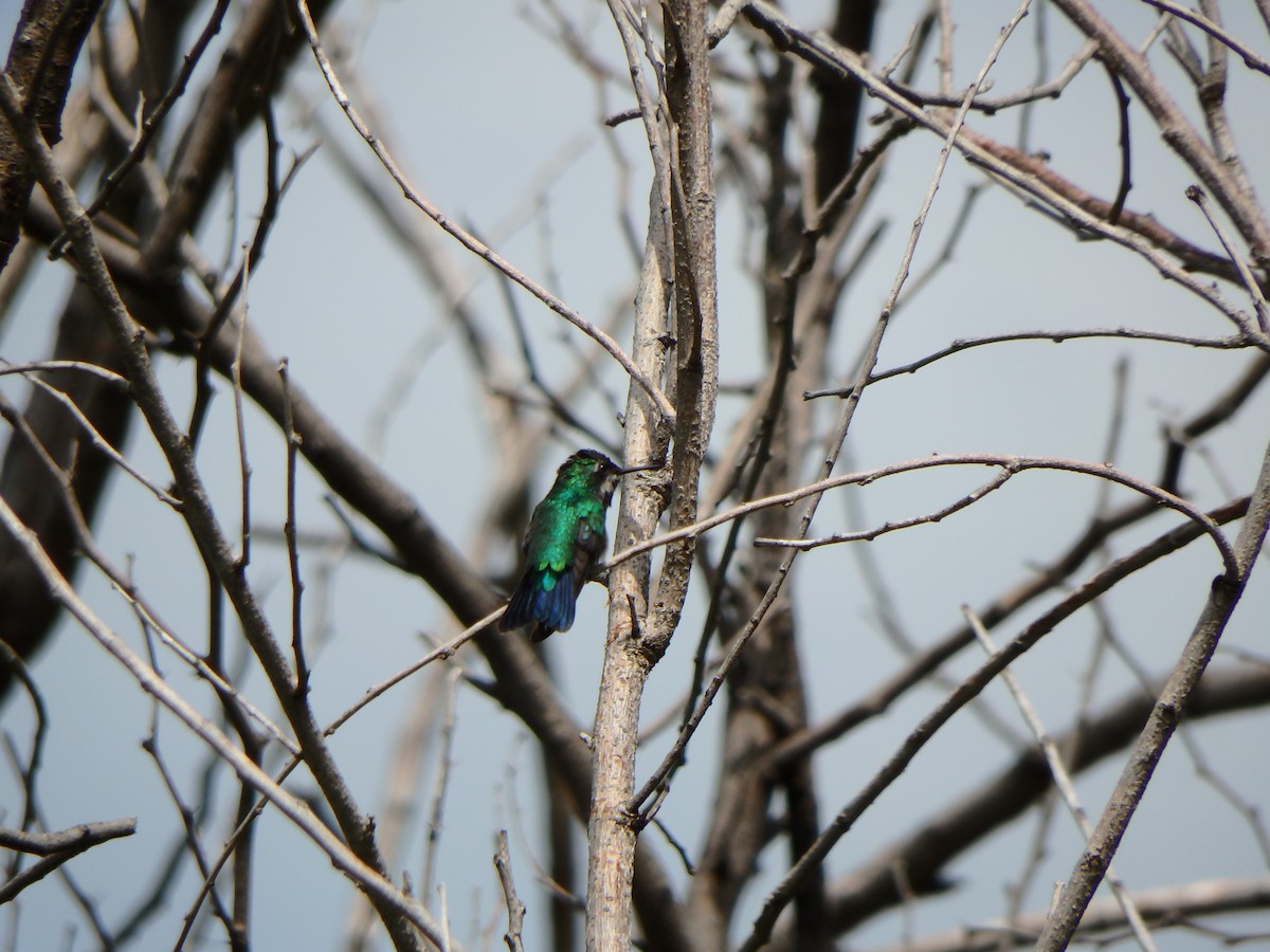 kolibřík modroocasý - ML620197753