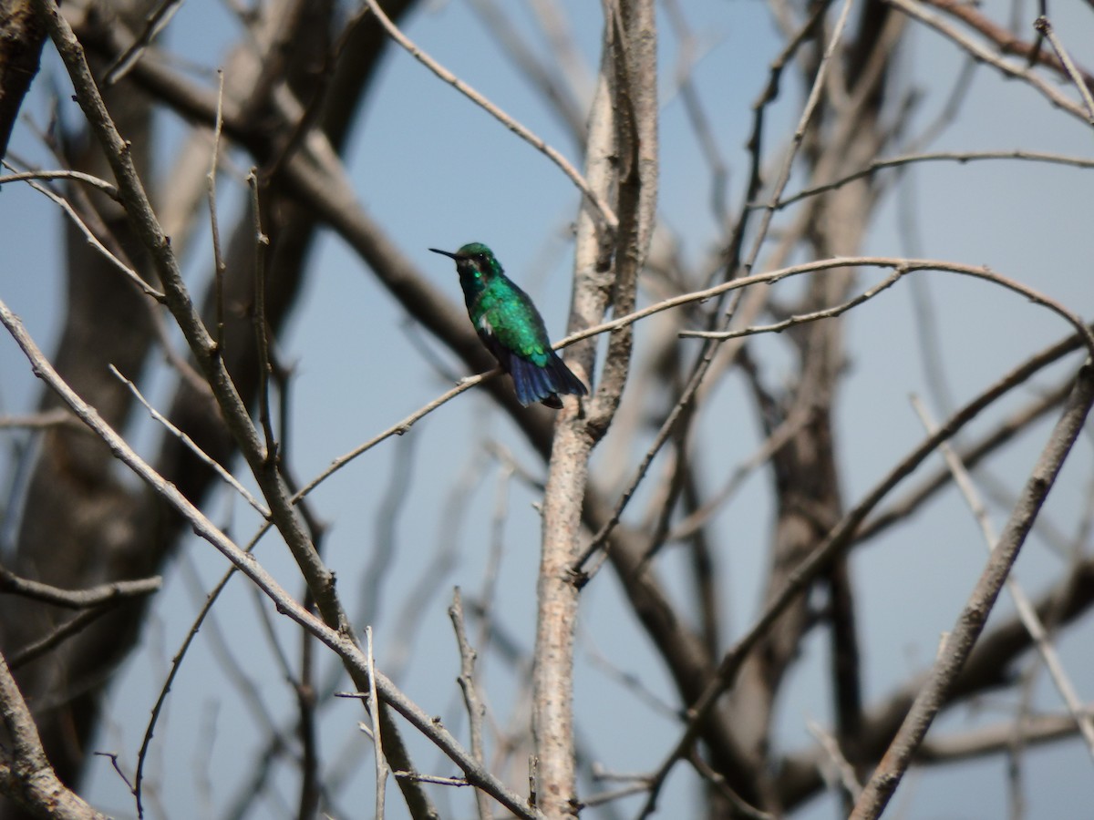 kolibřík modroocasý - ML620197755