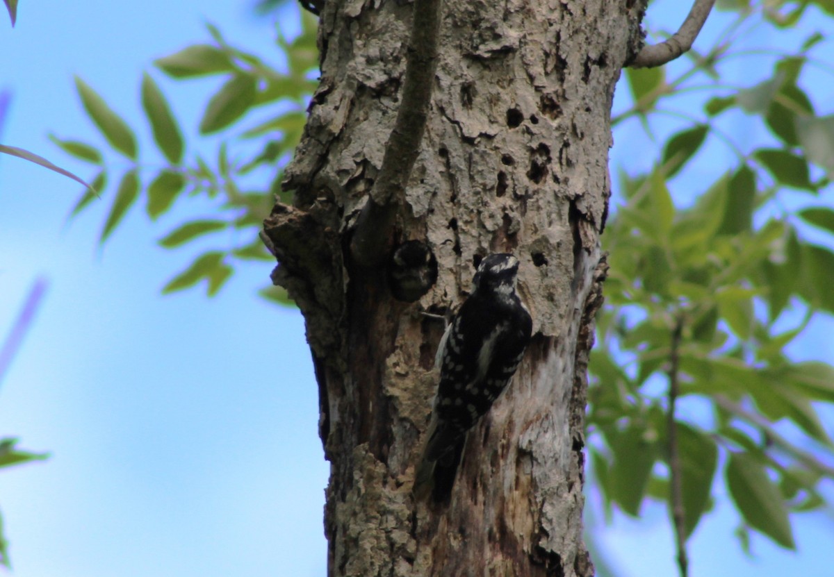 Downy Woodpecker - ML620197758