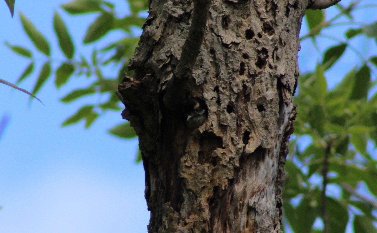 Downy Woodpecker - ML620197760