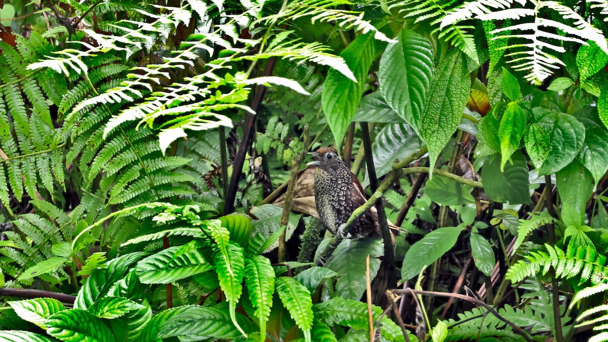 Cachar Wedge-billed Babbler - ML620197770