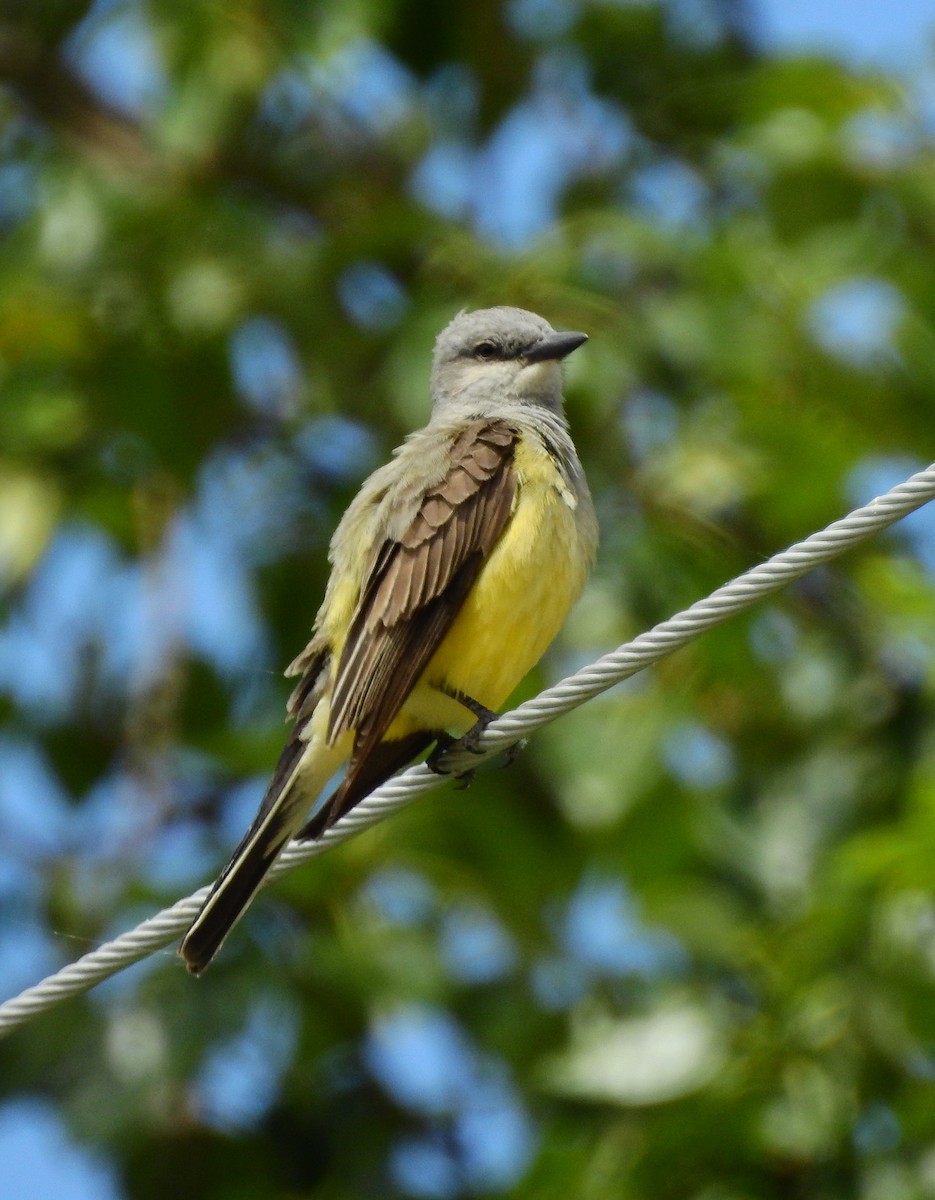 Western Kingbird - ML620197772