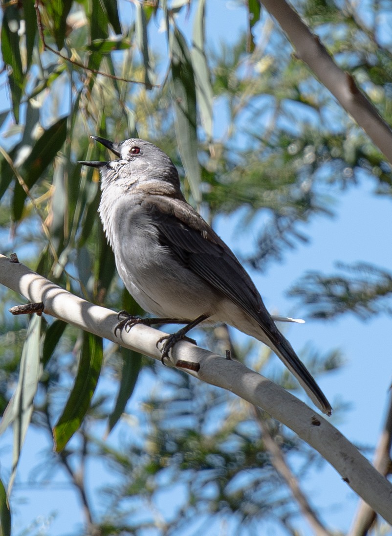 Gray Shrikethrush - ML620197773