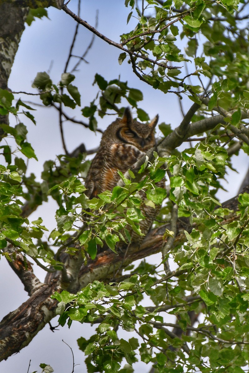 Great Horned Owl - ML620197775