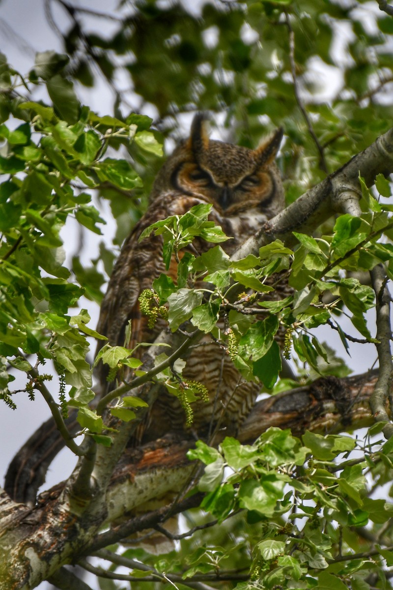 Great Horned Owl - ML620197776