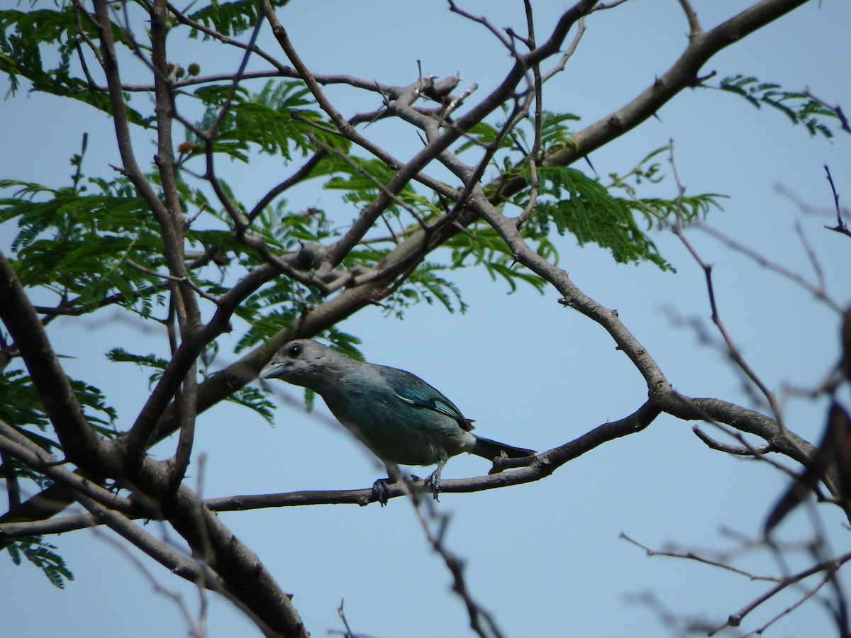 Glaucous Tanager - ML620197779