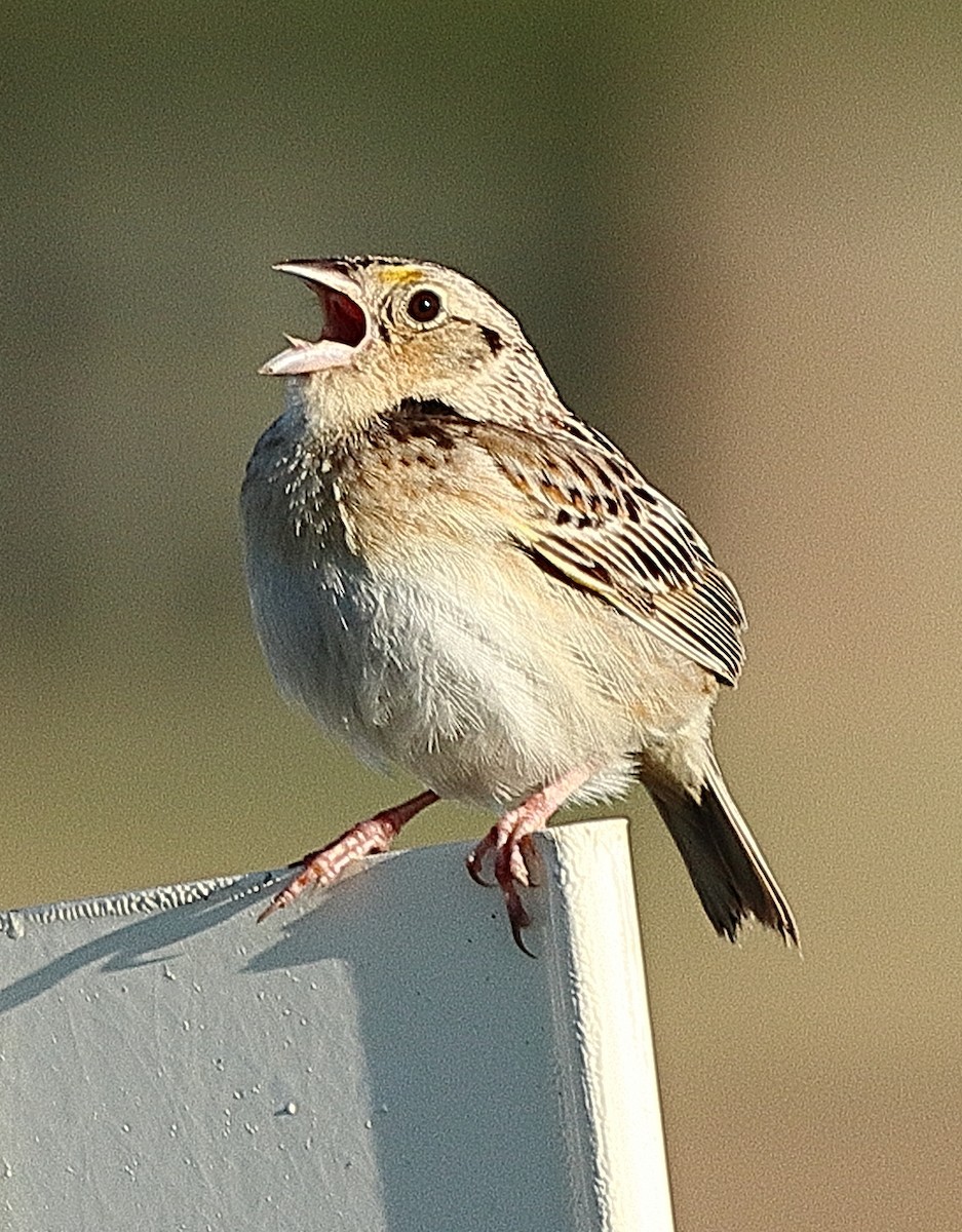 Grasshopper Sparrow - ML620197781