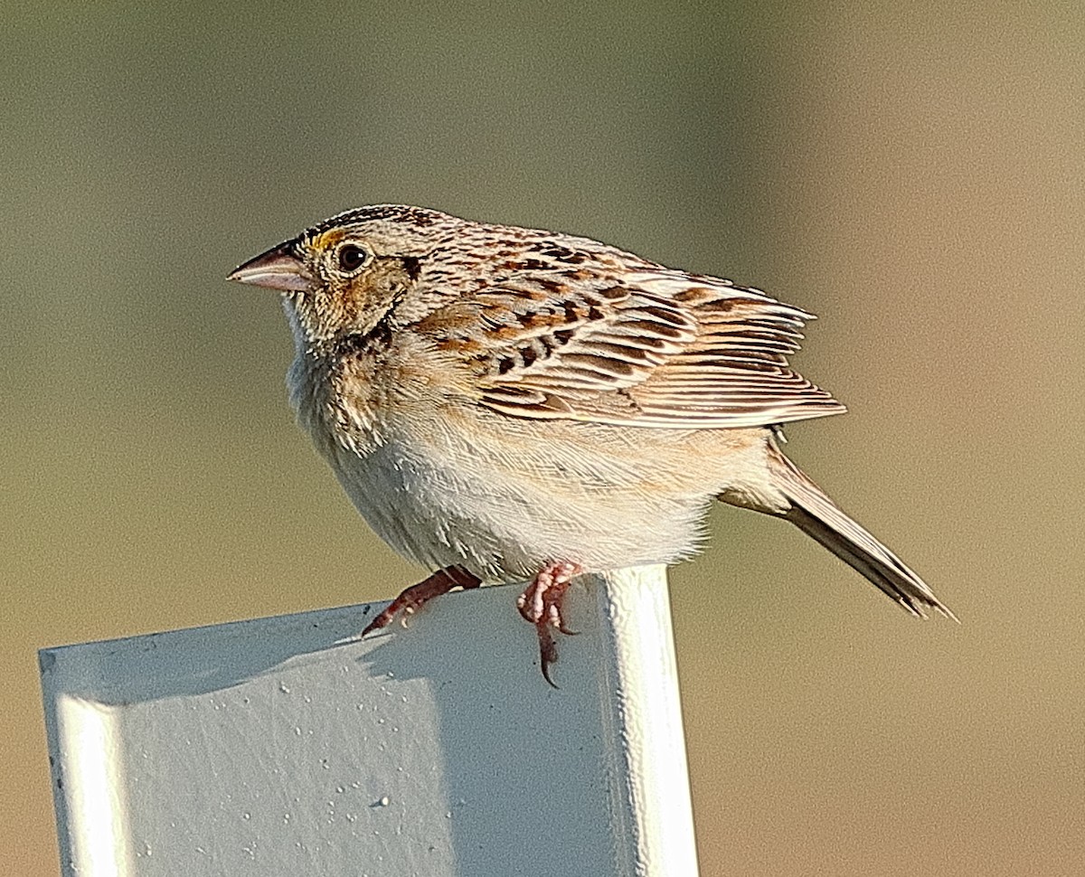 Grasshopper Sparrow - ML620197782