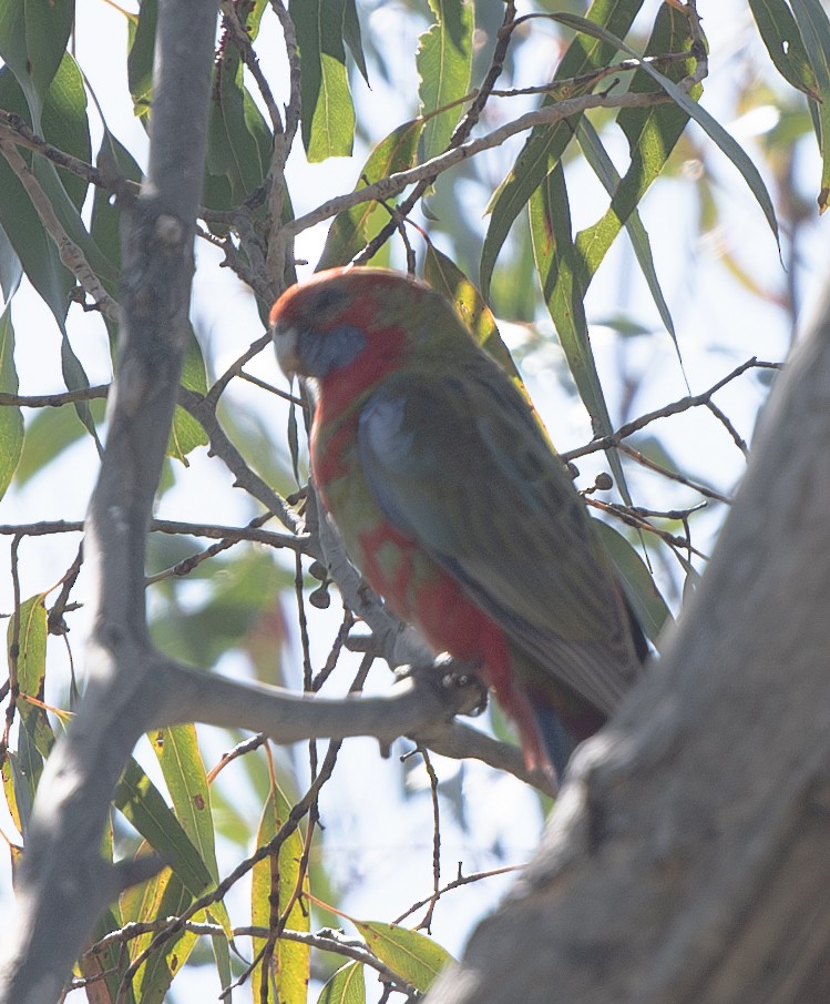 Crimson Rosella - ML620197784