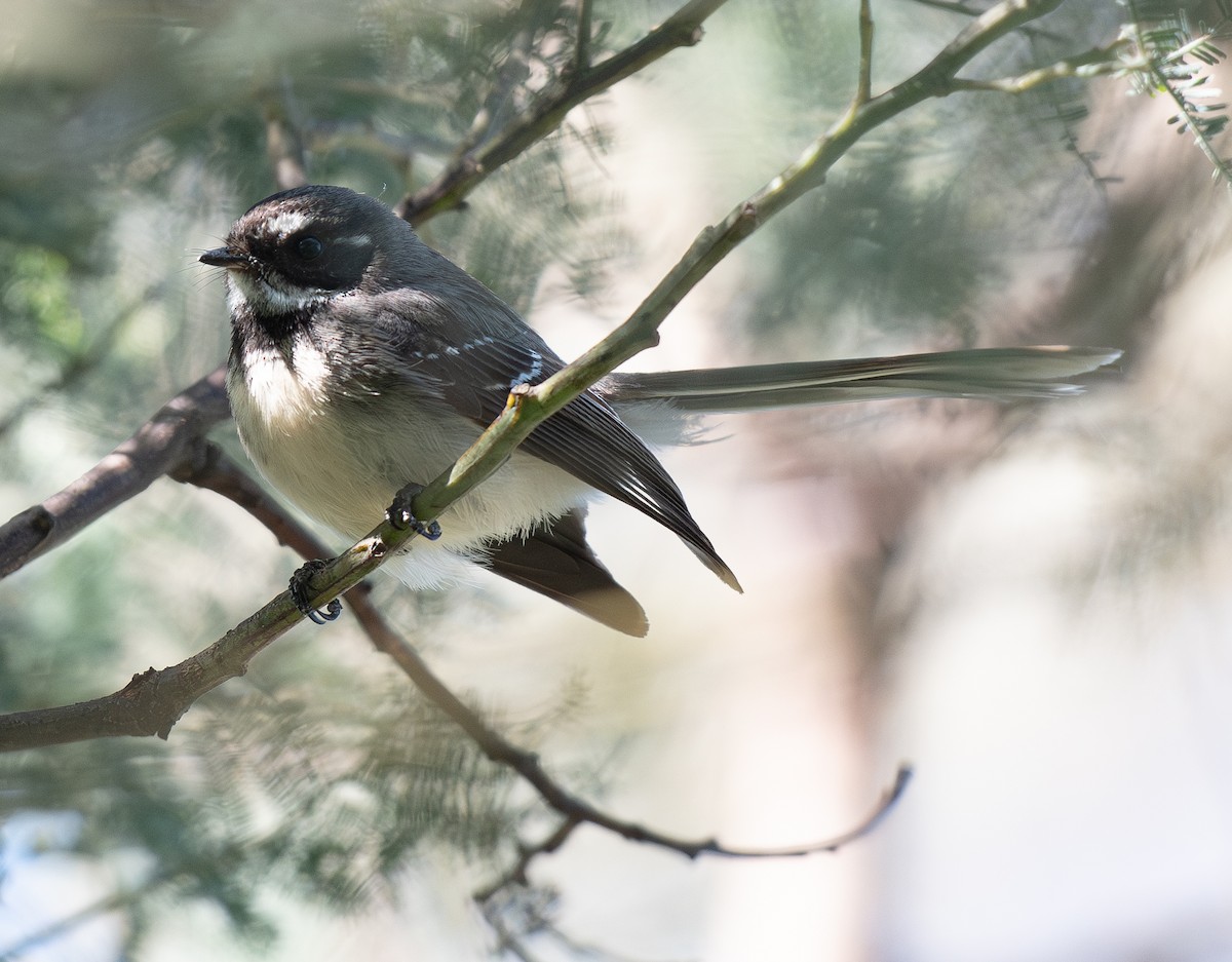 Gray Fantail - ML620197789