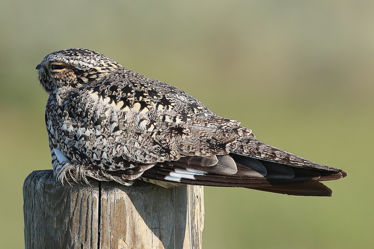 Common Nighthawk - ML620197790