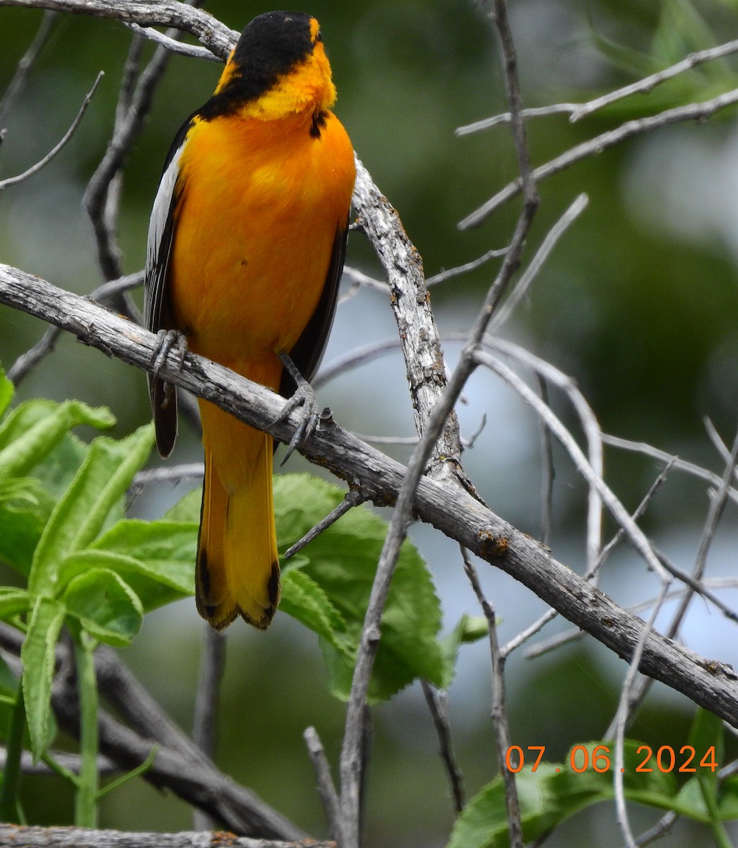 Bullock's Oriole - ML620197791