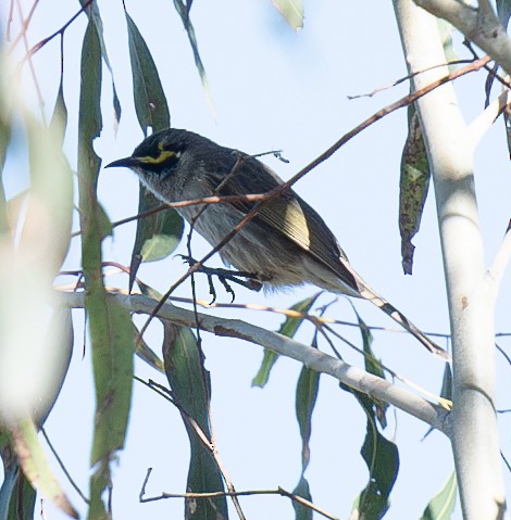 Yellow-faced Honeyeater - ML620197792