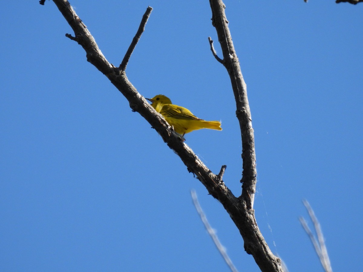 Yellow Warbler - ML620197798