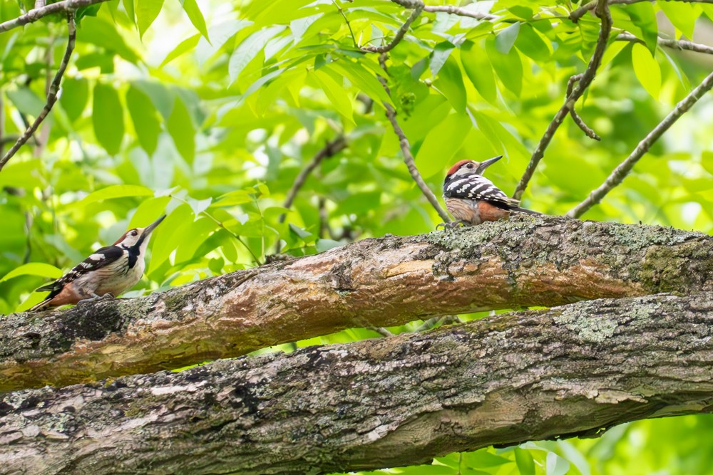 White-backed Woodpecker - ML620197799