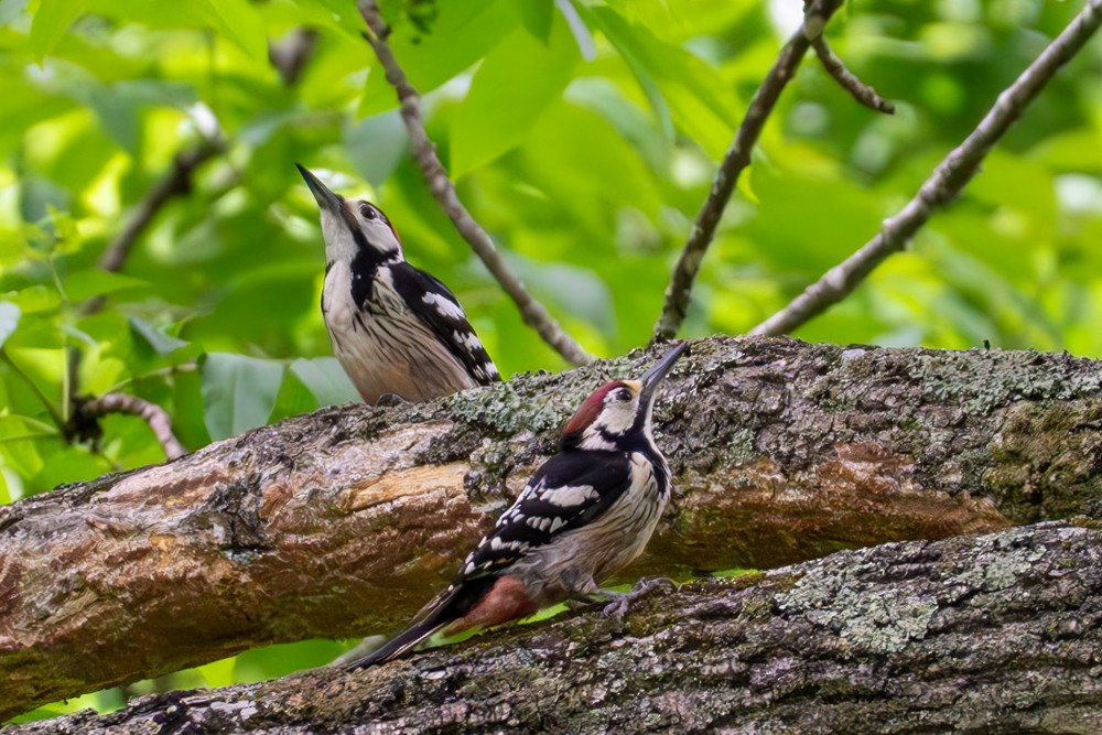 White-backed Woodpecker - ML620197800