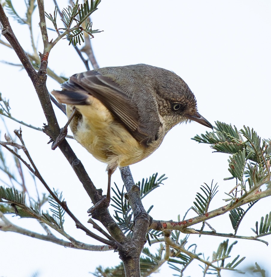 Buff-rumped Thornbill - ML620197805