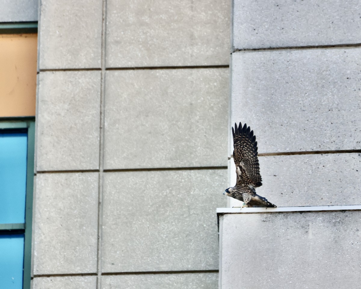 Halcón Peregrino - ML620197806