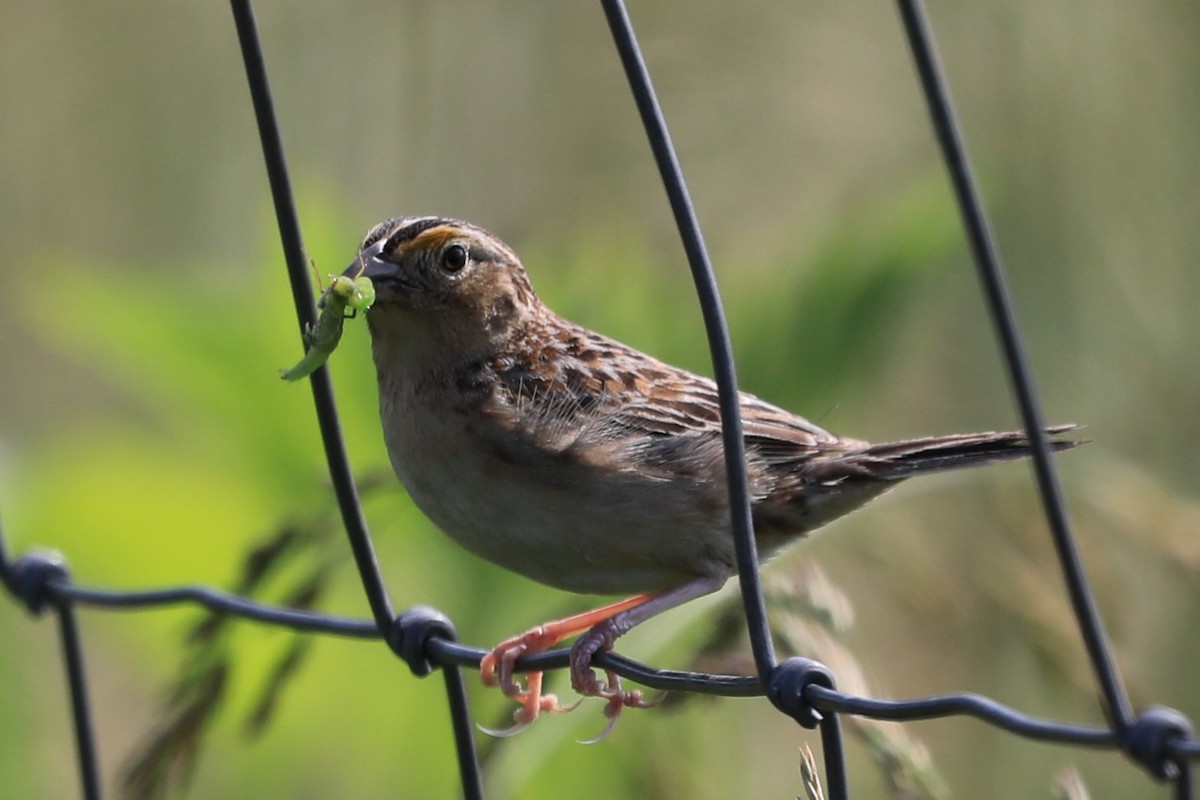 Grasshopper Sparrow - ML620197813