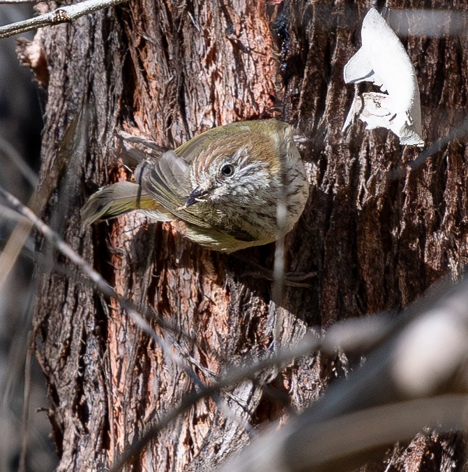 Striated Thornbill - ML620197816