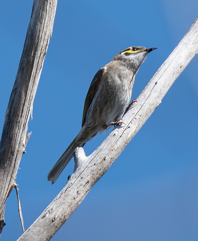 Yellow-faced Honeyeater - ML620197828