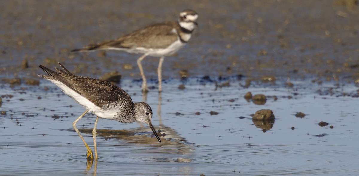 Lesser Yellowlegs - Mark Scheel