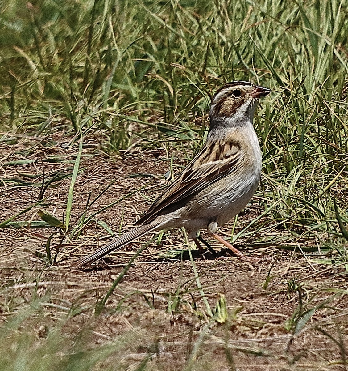 Clay-colored Sparrow - ML620197835