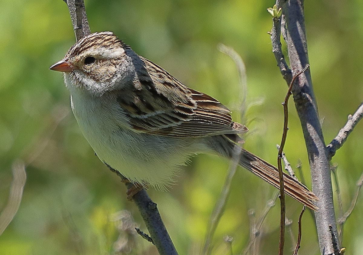 Clay-colored Sparrow - ML620197836
