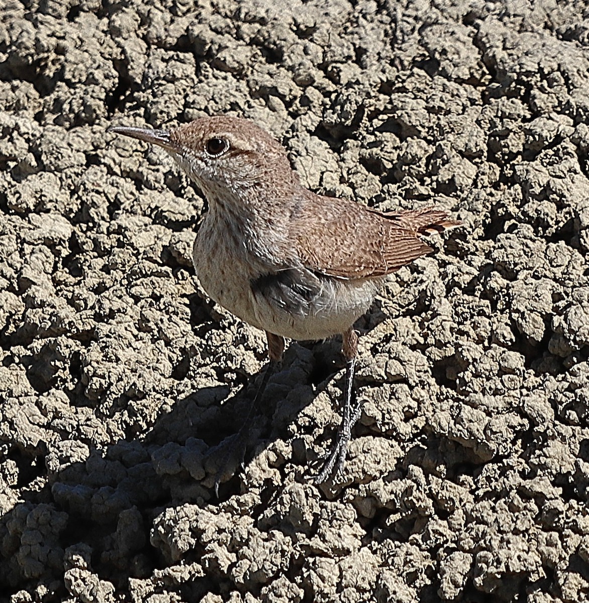 Rock Wren - ML620197848