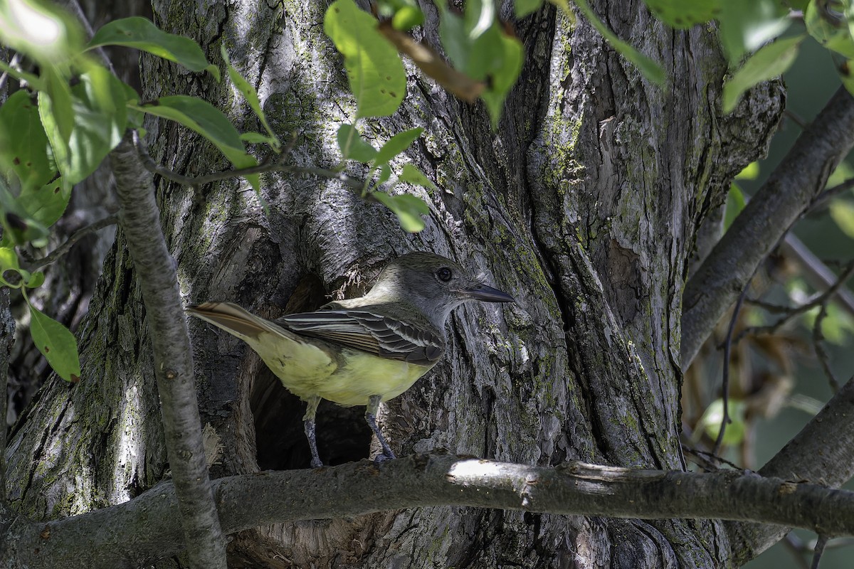 Great Crested Flycatcher - ML620197852