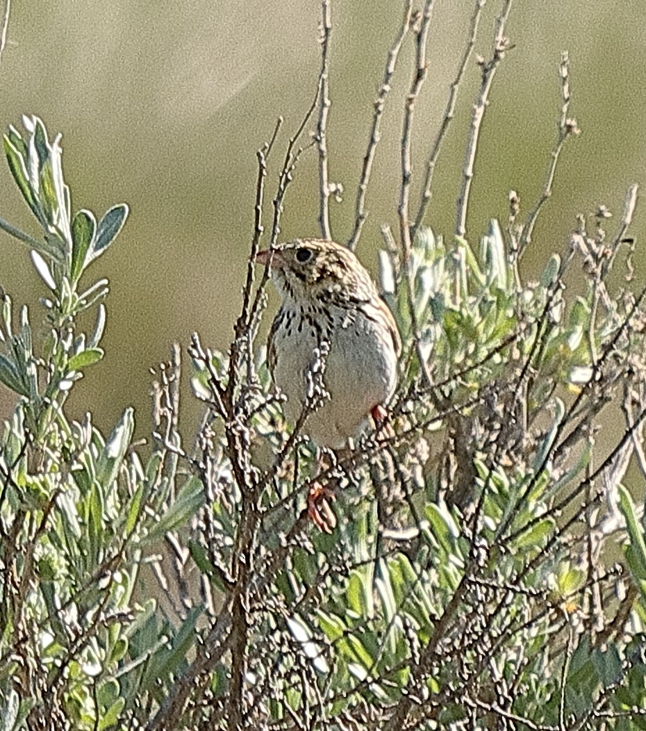 Baird's Sparrow - ML620197853