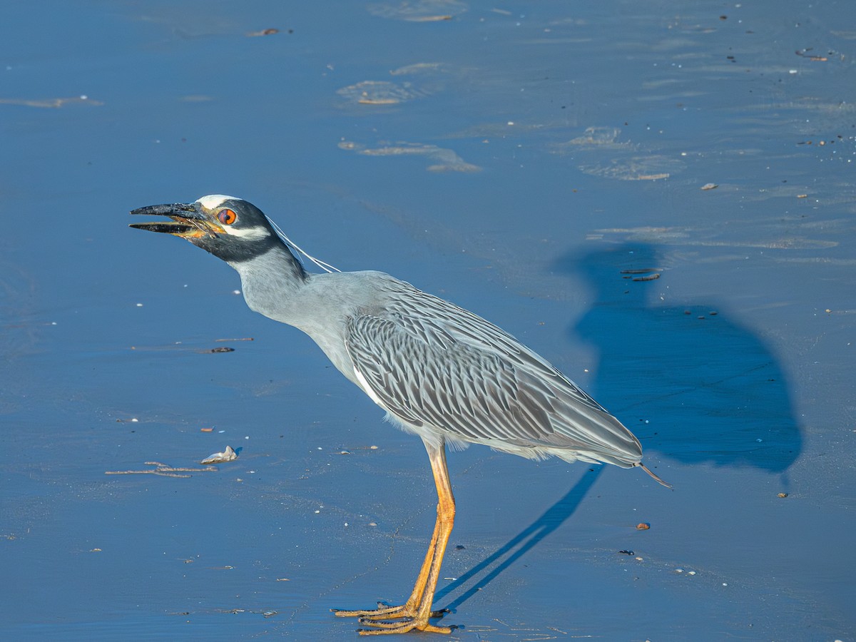 Yellow-crowned Night Heron - ML620197857