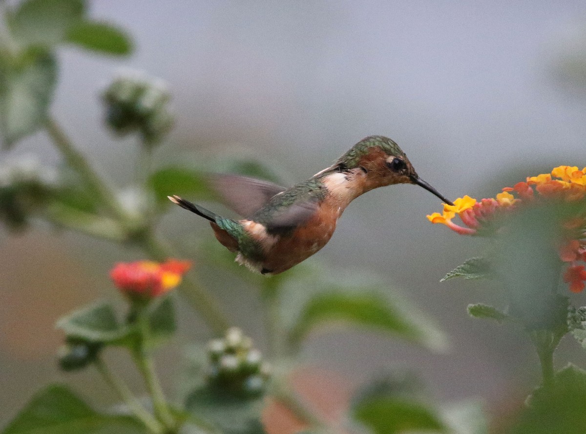 Sparkling-tailed Hummingbird - ML620197859