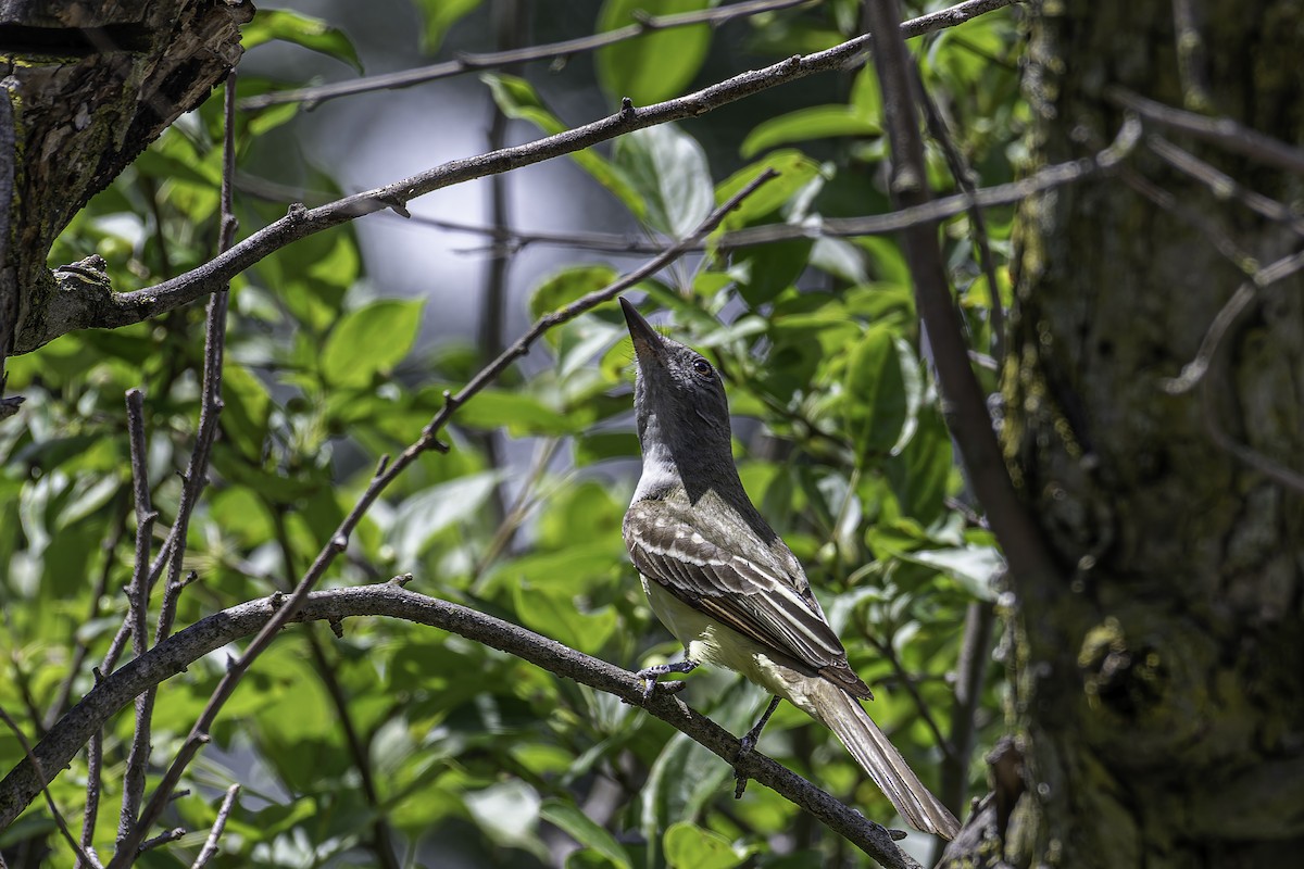 Great Crested Flycatcher - ML620197861