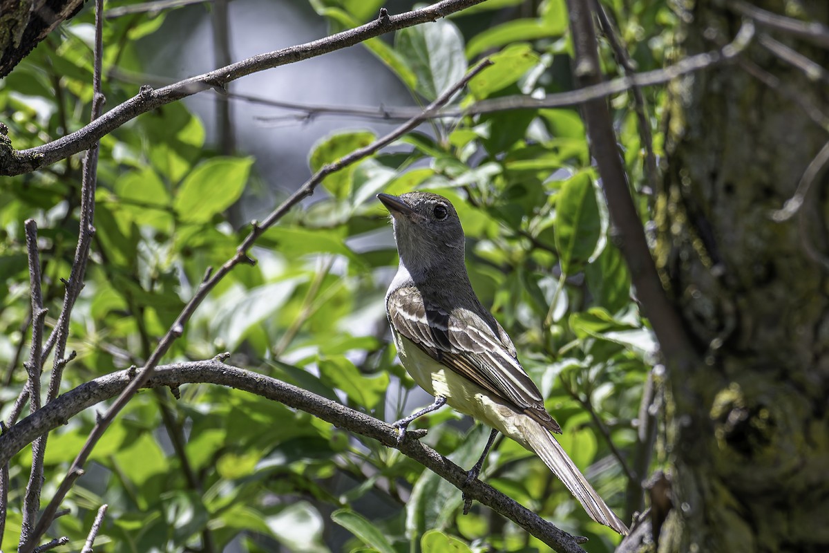 Great Crested Flycatcher - ML620197863