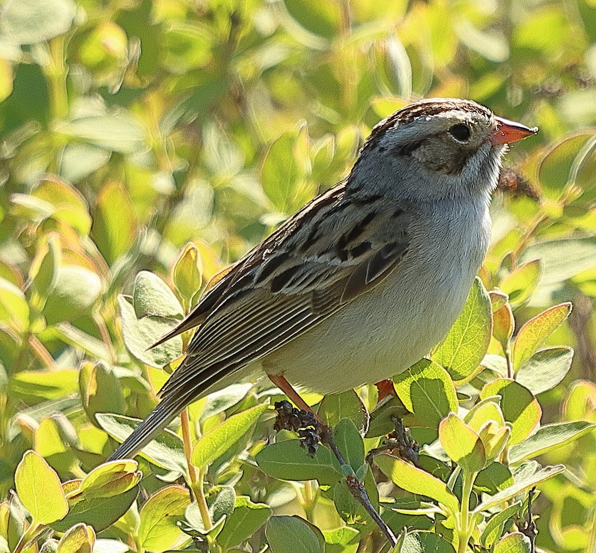 Clay-colored Sparrow - ML620197864