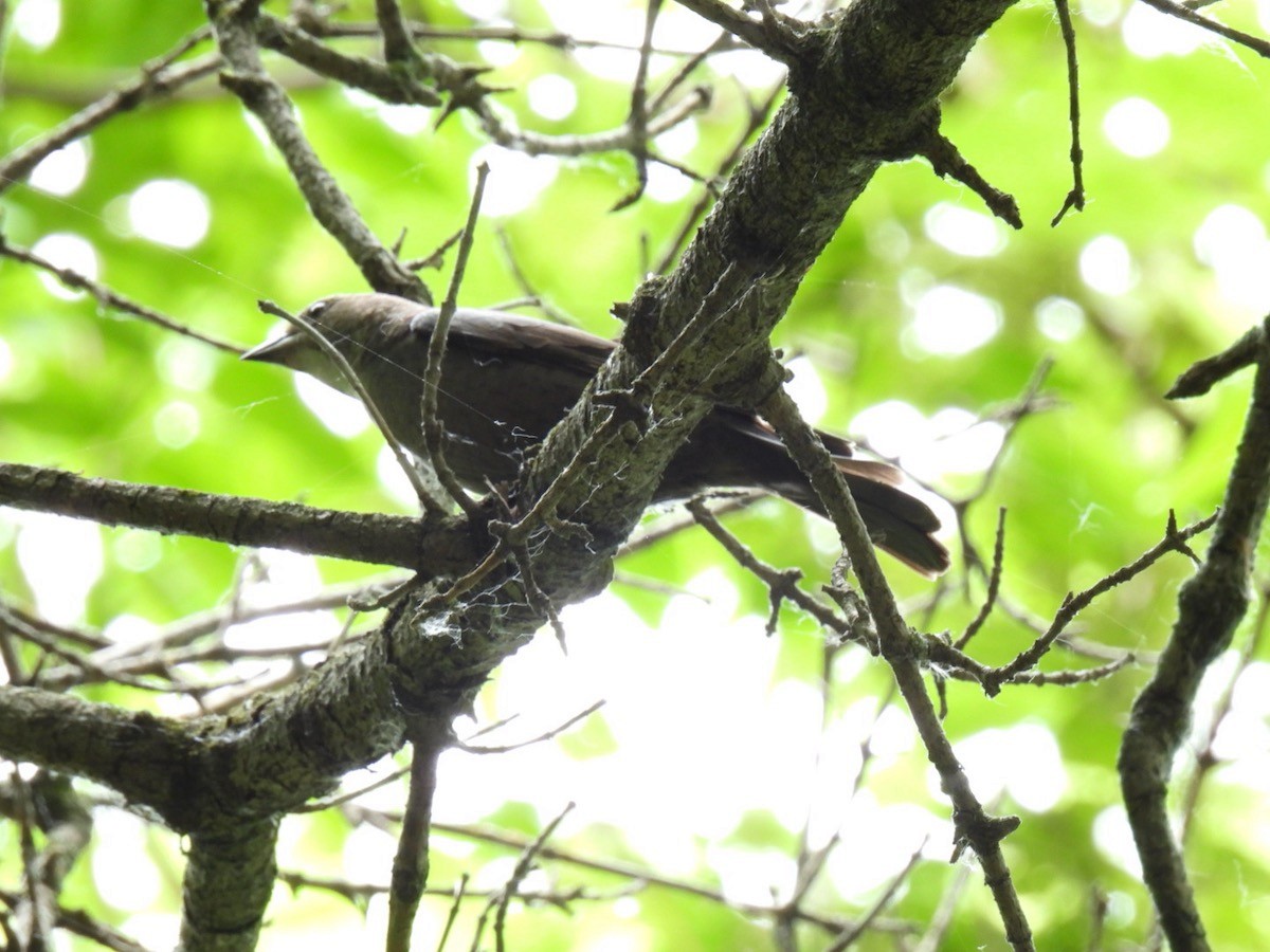 Brown-headed Cowbird - ML620197874