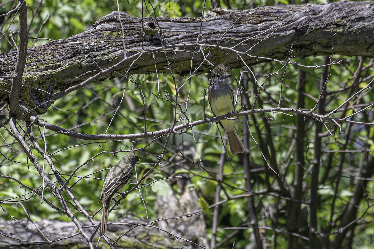 Great Crested Flycatcher - ML620197885
