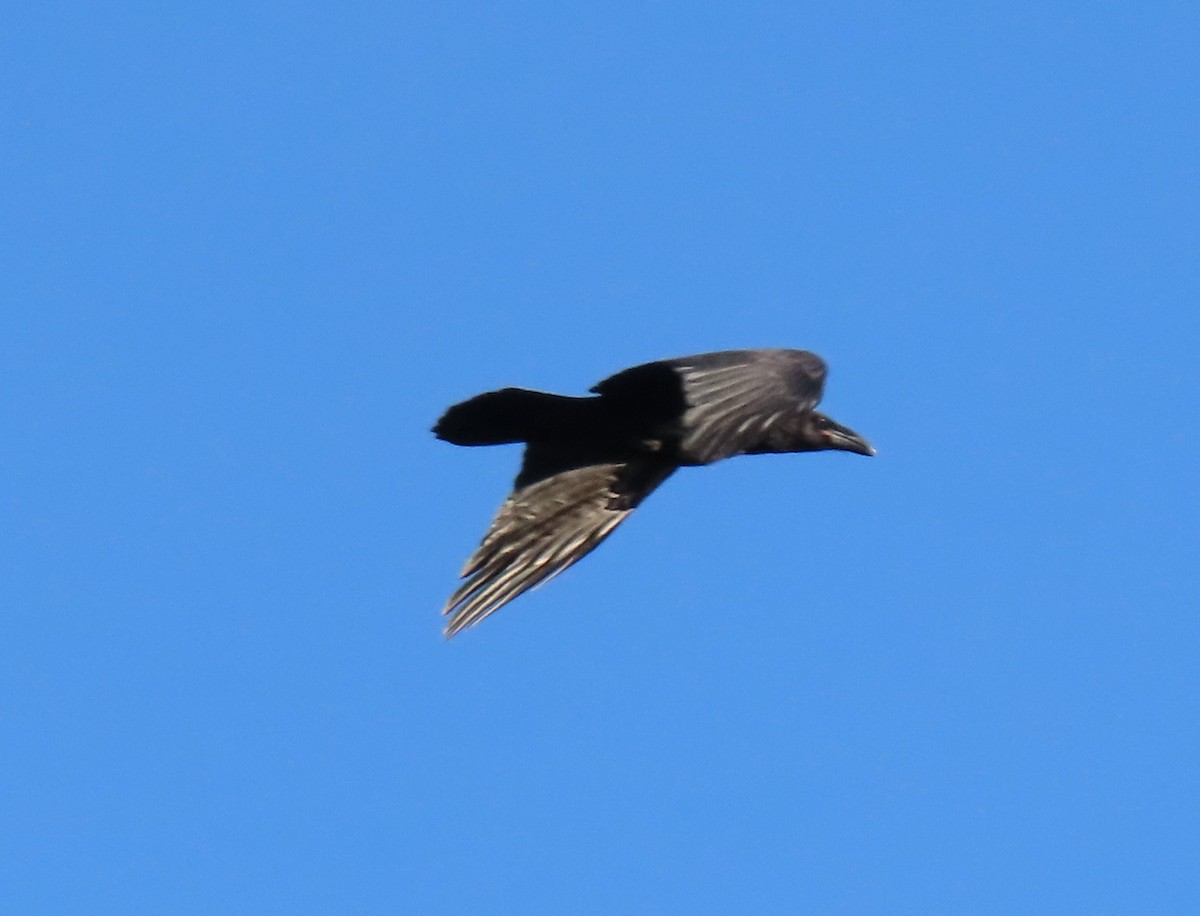 Common Raven - ML620197892